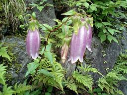 上高地 高山植物