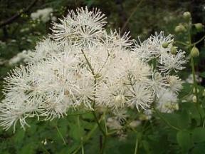 上高地 高山植物