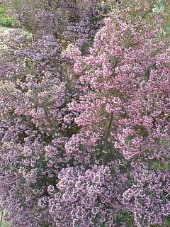 京成バラ園　紫色の花