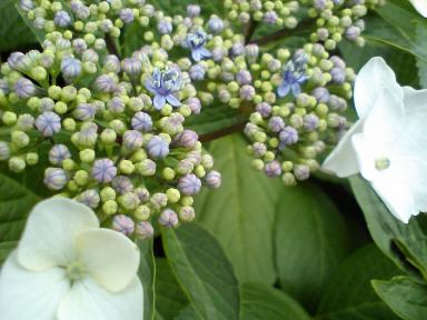 あじさいの花