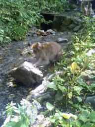 上高地の野生猿