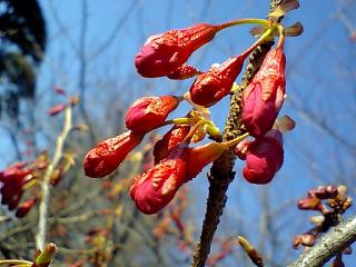 桜のつぼみ