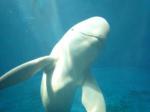 鳥羽水族館　スナメリ