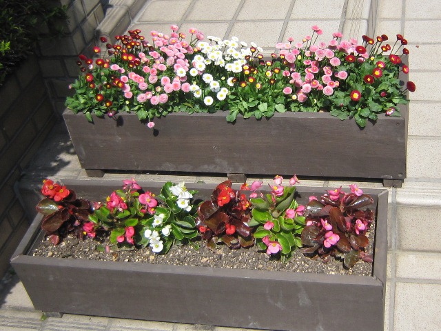 木村木材工業北本事業本部玄関前に咲いた花