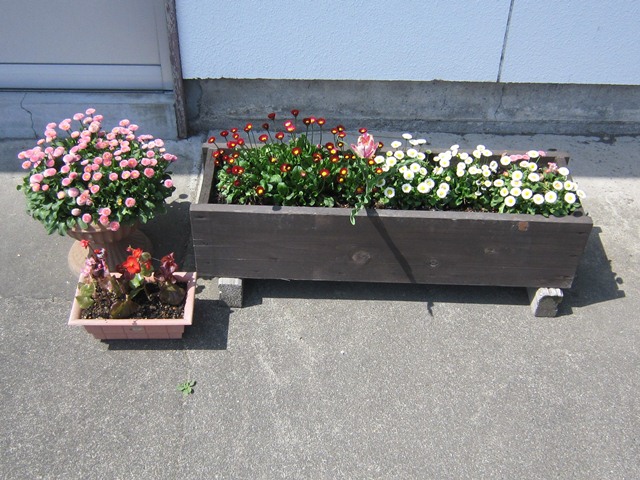 木村木材工業北本事業本部休憩所前に咲いた花