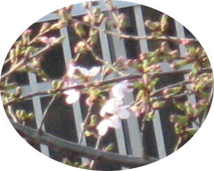 sakura 003.jpg