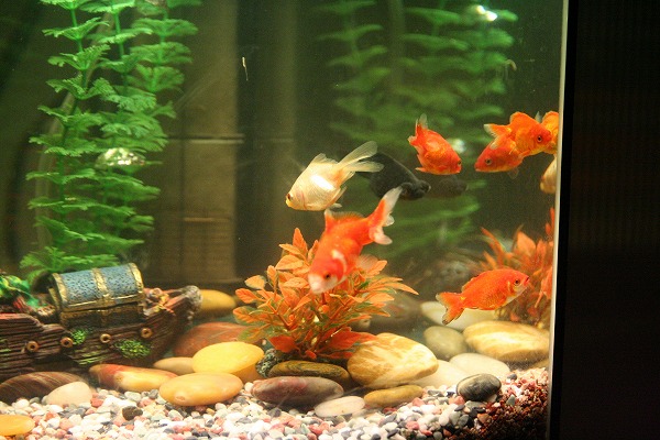 金魚たち