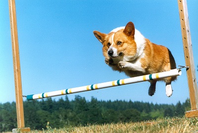 corgi%20jump.jpg