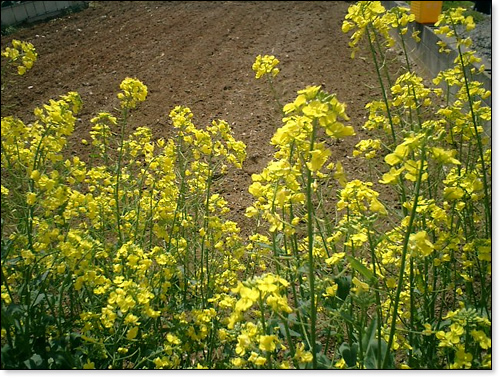 ２００７年菜の花