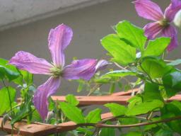 ミセス・Ｔ・ルンデル