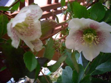 クリロとカリシナ