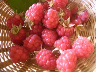 ラズベリー収穫