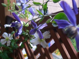 我が家のクレマチス