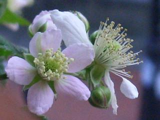 ブラックベリー