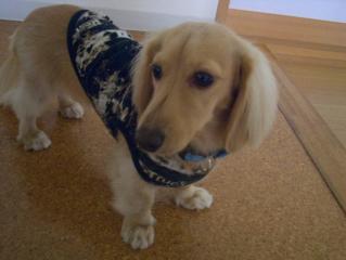 ボクもついに1才か。。。