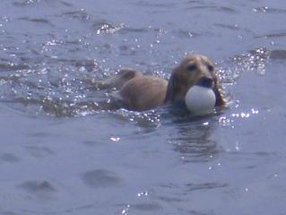 レトリバーみたいね＾＾