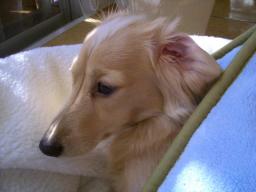 だって痛いんだよ～