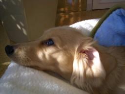 仮病じゃないよ～～