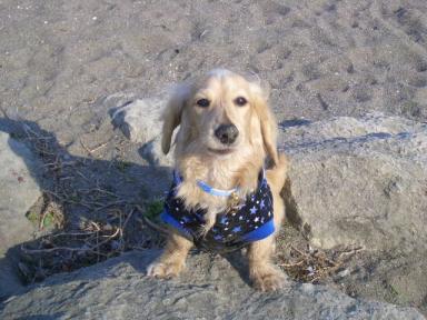 ガゥガゥッッ！！！