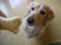 おやつくれー！