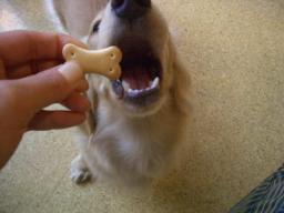 いただきまーす