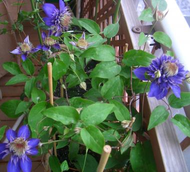 ムルチ･ブルー