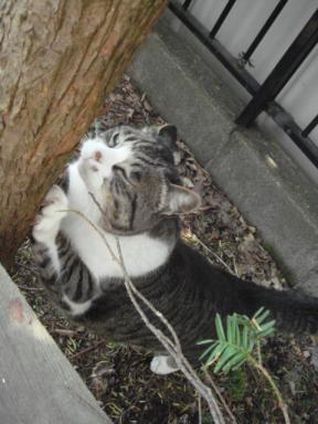 ちびちび　１１３８