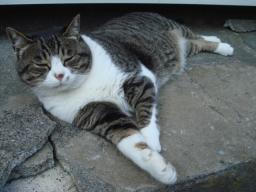 ちびちび　１１３６