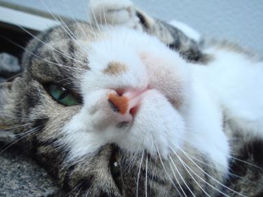 ちびちび　１１３７