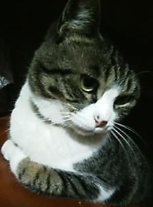 ちびちび　３９３