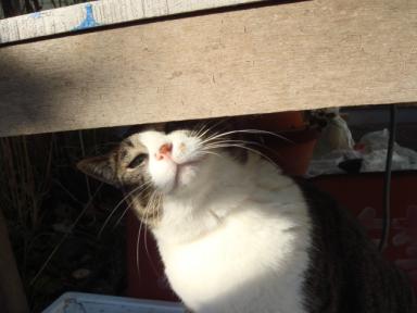 ちびちび　１０８８