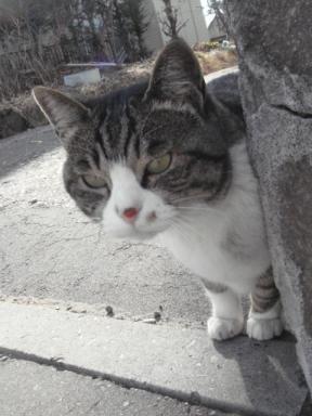 ちびちび　９９６