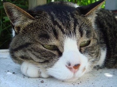 ちびちび　１１４０