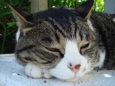 ちびちび　１１４１