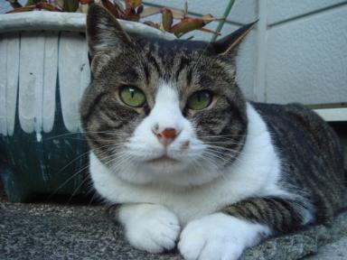 ちびちび　１１４５