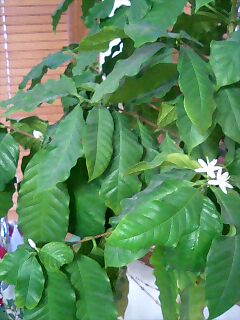 コーヒーの木に咲く花
