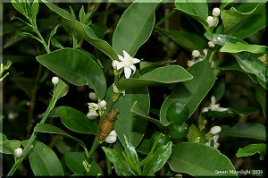 甘い芳香を放つ目立たない白い花　キンカン(金柑)