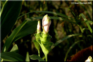 クルクマ(鬱金)は観賞用にも食用にも薬用にも重宝です