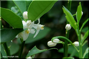 甘い芳香を放つ目立たない白い花　キンカン(金柑)