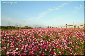 青い空と情熱色のグラデーション　コスモス(秋桜)