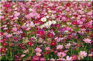 青い空と情熱色のグラデーション　コスモス(秋桜)
