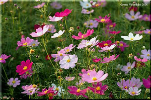 青い空と情熱色のグラデーション　コスモス(秋桜)