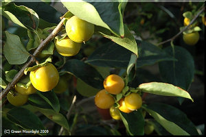 柿の実の表面に見える白い粉の正体は植物油脂？