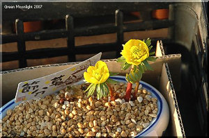 明るい黄金色の花　赤い茎　外来種の黄色い節分草