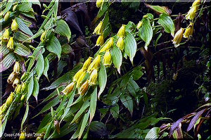 山里の貴婦人　キイジョウロウホトトギス(紀伊上臈杜鵑)