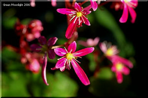 秋　多彩な花を咲かせる　ダイモンジソウ(大文字草)
