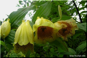山里の貴婦人　キイジョウロウホトトギス(紀伊上臈杜鵑)