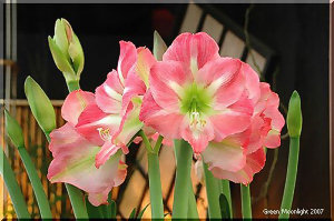 豪華なイメージの大型花 球根も大きい アマリリス