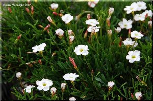 紅白縞々のパラソル 冬のオキザリス 「ウェルシコロル」