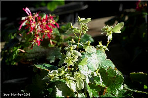 秋　多彩な花を咲かせる　ダイモンジソウ(大文字草)
